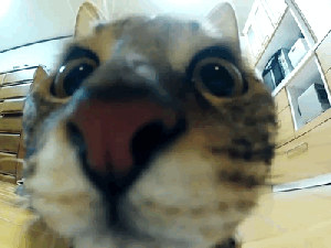 funny_cats_gifs_25